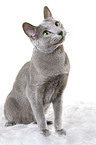 sitting russian blue