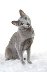 sitting russian blue