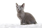 sitting russian blue kitten