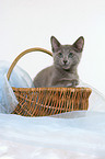 russian blue kitten in basket