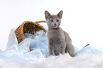 sitting russian blue kitten