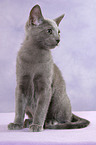 sitting russian blue kitten