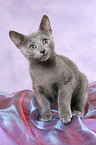 sitting russian blue kitten