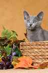 russian blue kitten in basket