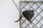 Russian blue