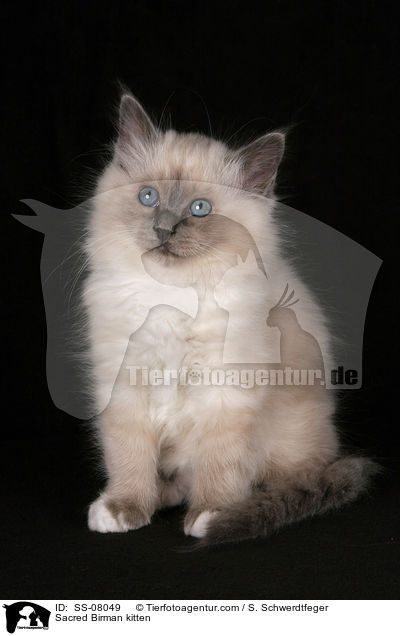 Heilige Birma Ktzchen / Sacred Birman kitten / SS-08049