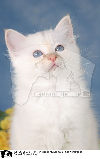 Heilige Birma Ktzchen / Sacred Birman kitten / SS-08073