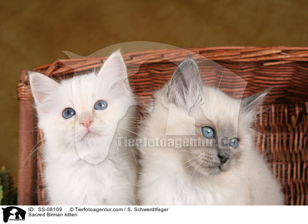 Heilige Birma Ktzchen / Sacred Birman kitten / SS-08109