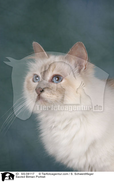 Heilige Birma Portrait / Sacred Birman Portrait / SS-08117