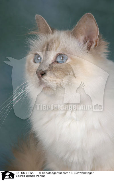 Heilige Birma Portrait / Sacred Birman Portrait / SS-08120