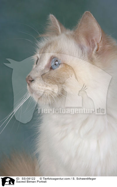 Heilige Birma Portrait / Sacred Birman Portrait / SS-08122