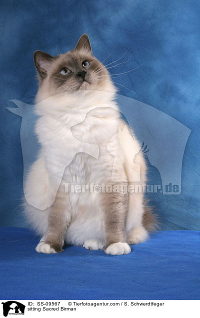 sitzende Heilige Birma / sitting Sacred Birman / SS-09567