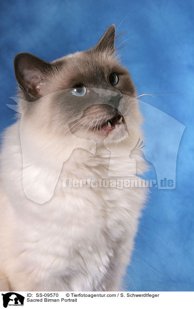 Heilige Birma Portrait / Sacred Birman Portrait / SS-09570