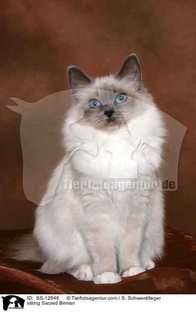 sitting Sacred Birman / SS-12646