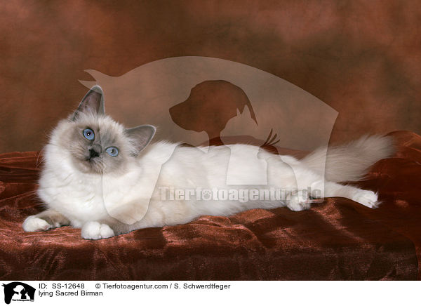 lying Sacred Birman / SS-12648