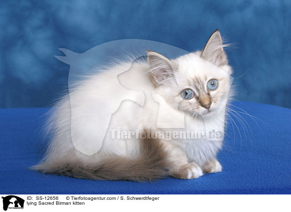 liegendes Heilige Birma Ktzchen / lying Sacred Birman kitten / SS-12656