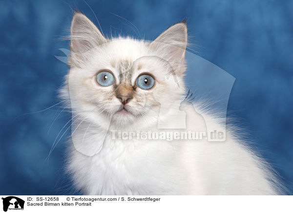 Sacred Birman kitten Portrait / SS-12658