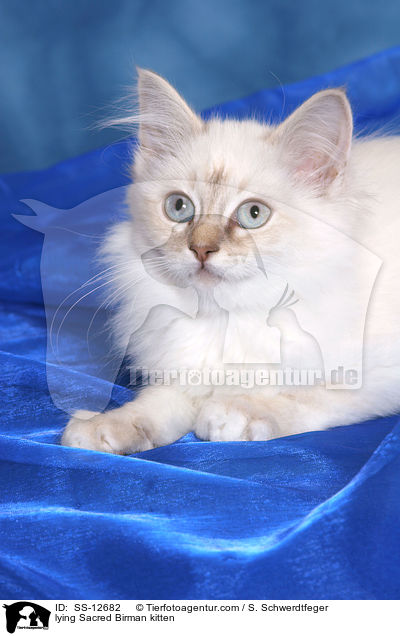 liegendes Heilige Birma Ktzchen / lying Sacred Birman kitten / SS-12682