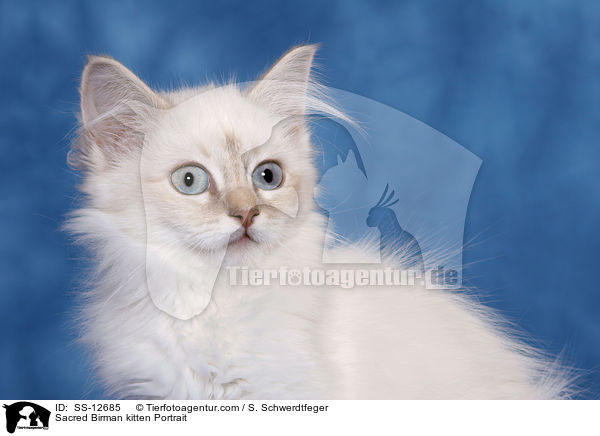 Sacred Birman kitten Portrait / SS-12685