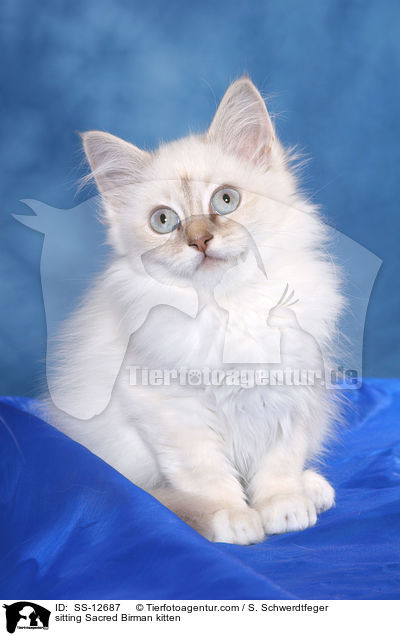 sitzendes Heilige Birma Ktzchen / sitting Sacred Birman kitten / SS-12687