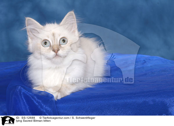 lying Sacred Birman kitten / SS-12688