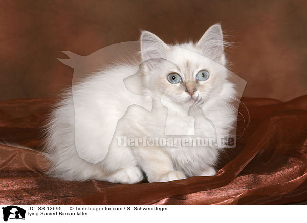 liegendes Heilige Birma Ktzchen / lying Sacred Birman kitten / SS-12695