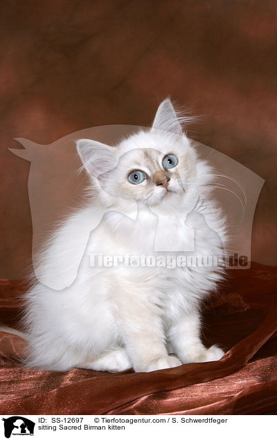 sitzendes Heilige Birma Ktzchen / sitting Sacred Birman kitten / SS-12697