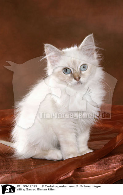 sitzendes Heilige Birma Ktzchen / sitting Sacred Birman kitten / SS-12699