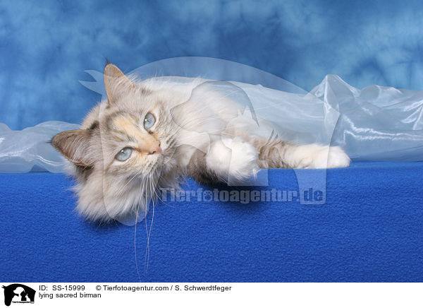 lying sacred birman / SS-15999