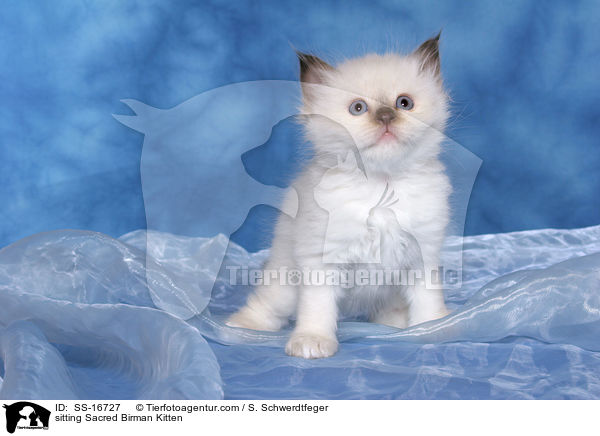 sitzendes Heilige Birma Ktzchen / sitting Sacred Birman Kitten / SS-16727