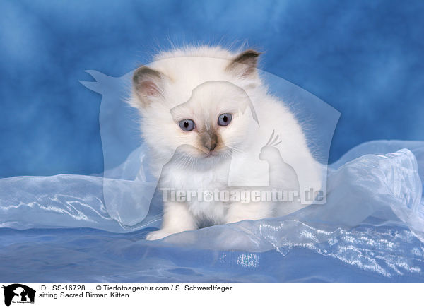 sitzendes Heilige Birma Ktzchen / sitting Sacred Birman Kitten / SS-16728