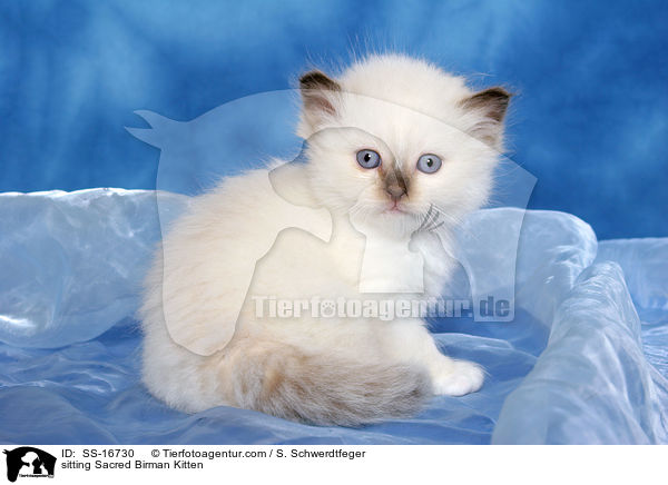 sitzendes Heilige Birma Ktzchen / sitting Sacred Birman Kitten / SS-16730