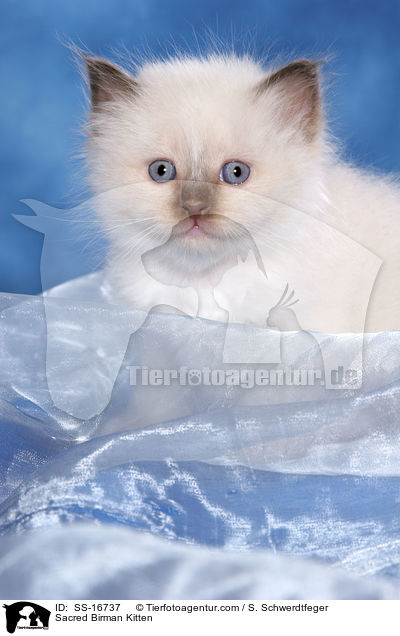 Heilige Birma Ktzchen / Sacred Birman Kitten / SS-16737