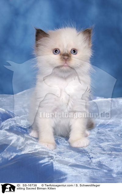 sitzendes Heilige Birma Ktzchen / sitting Sacred Birman Kitten / SS-16738