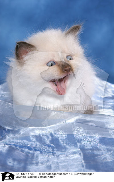 ghnendes Heilige Birma Ktzchen / yawning Sacred Birman Kitten / SS-16739