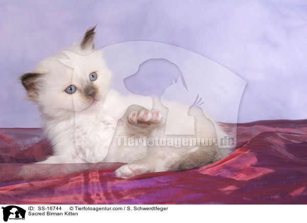 Heilige Birma Ktzchen / Sacred Birman Kitten / SS-16744