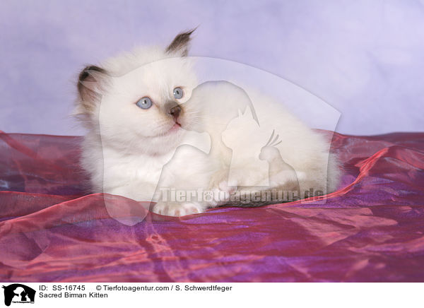 Heilige Birma Ktzchen / Sacred Birman Kitten / SS-16745