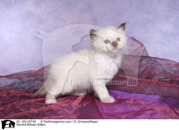 Heilige Birma Ktzchen / Sacred Birman Kitten / SS-16746