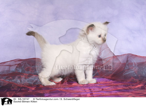 Heilige Birma Ktzchen / Sacred Birman Kitten / SS-16747