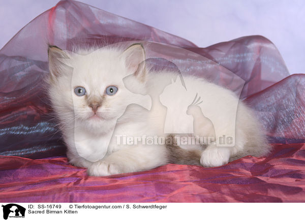 Heilige Birma Ktzchen / Sacred Birman Kitten / SS-16749