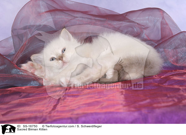 Heilige Birma Ktzchen / Sacred Birman Kitten / SS-16750