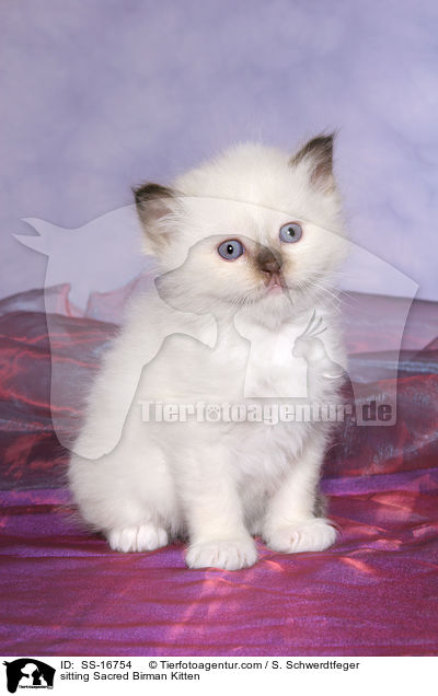 sitzendes Heilige Birma Ktzchen / sitting Sacred Birman Kitten / SS-16754