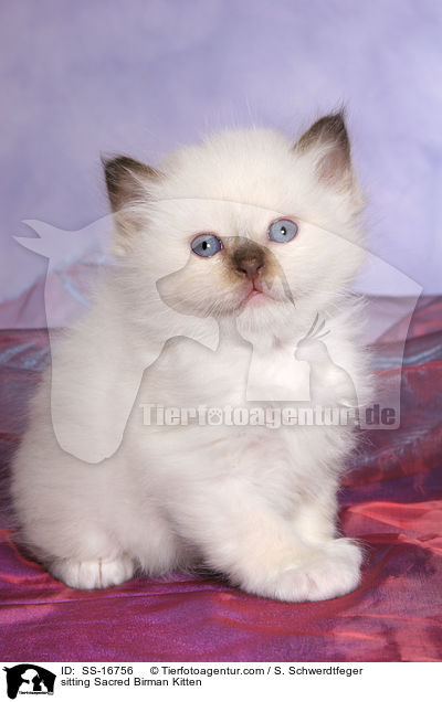 sitting Sacred Birman Kitten / SS-16756