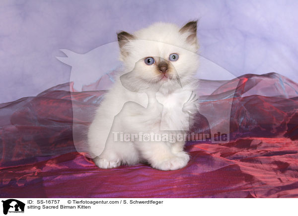 sitzendes Heilige Birma Ktzchen / sitting Sacred Birman Kitten / SS-16757