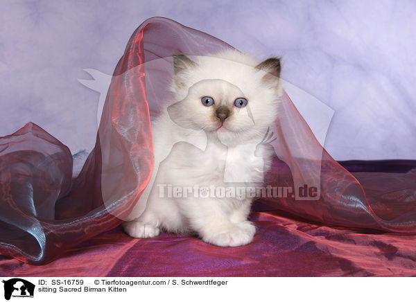 sitzendes Heilige Birma Ktzchen / sitting Sacred Birman Kitten / SS-16759