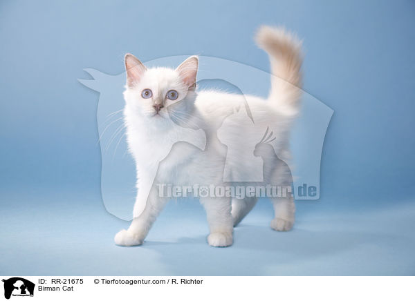 Birman Cat / RR-21675