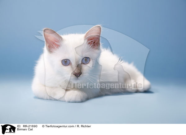 Birman Cat / RR-21690