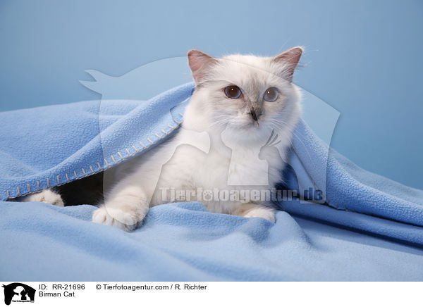 Heilige Birma / Birman Cat / RR-21696