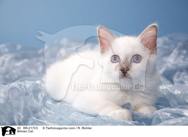 Birman Cat / RR-21703