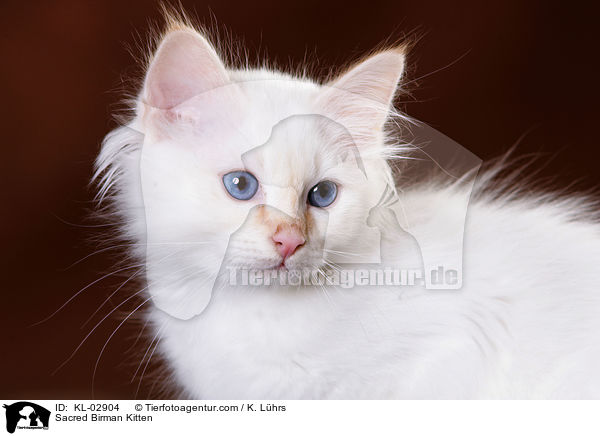 Sacred Birman Kitten / KL-02904